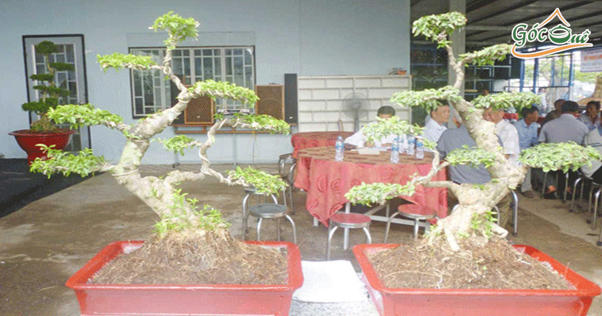 Vì sao người già thường thích cây cảnh?