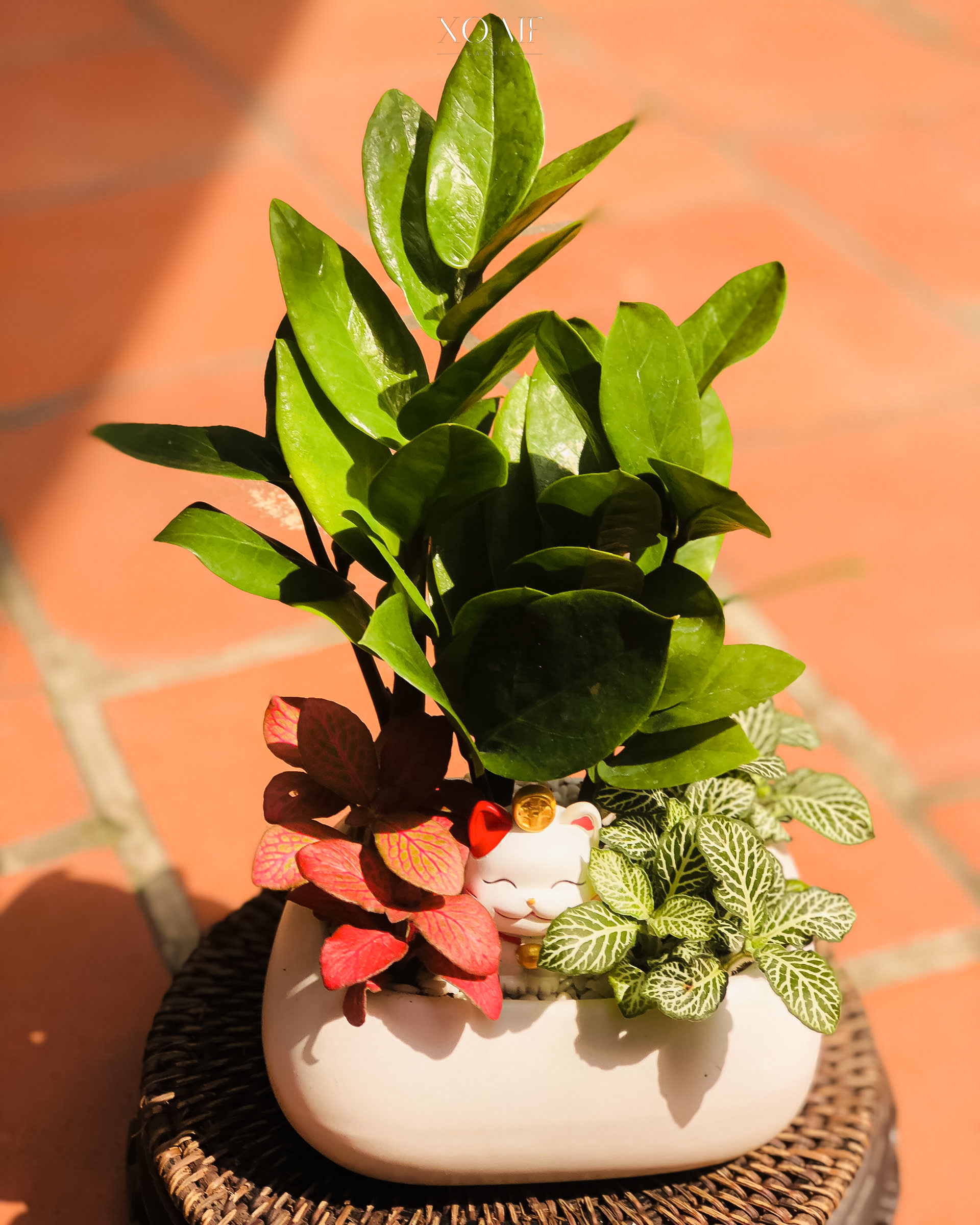 CÂY KIM TIỀN MIX CẨM