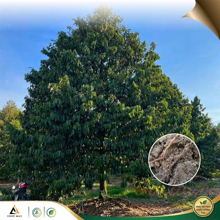 DIME 800 – Giải pháp chuyên sâu trị mốc sương, sạch bệnh – khỏe cây_thumbnail_4