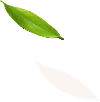 leaf-1-1