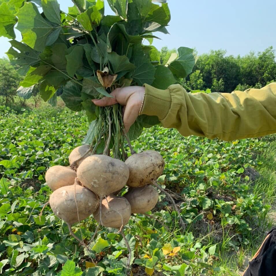 Sắn Non_thumbnail_1