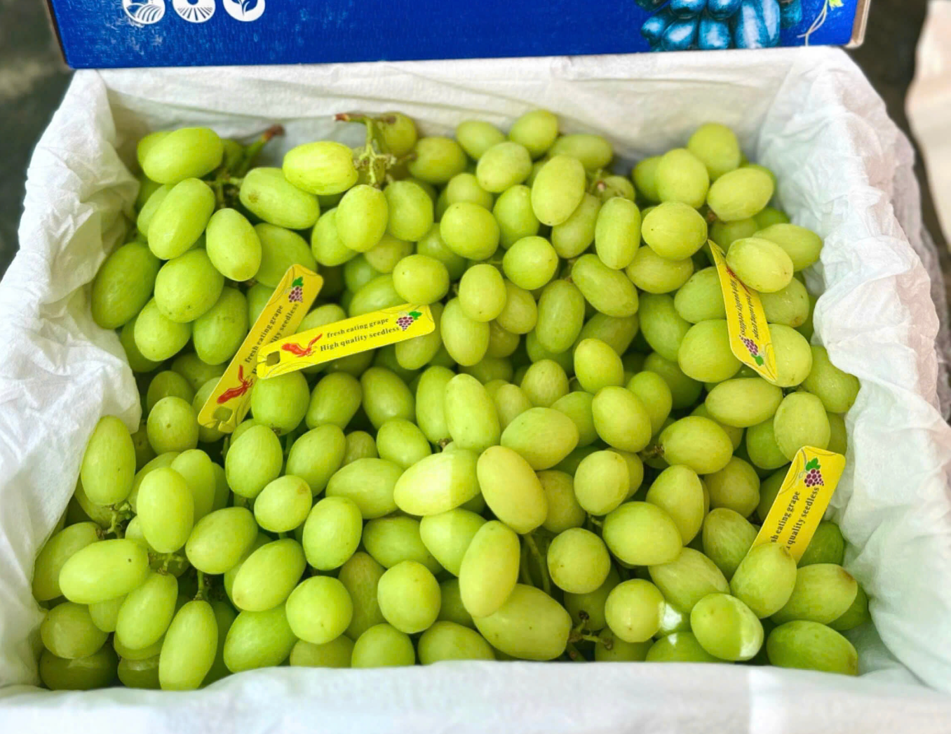 Nho xanh Mỹ_thumbnail_1