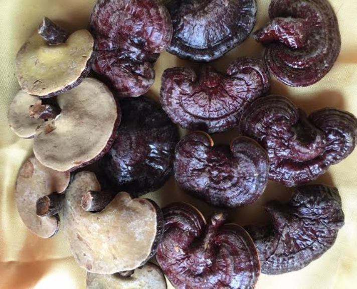 Linh Chi 15-20 Lá 500g