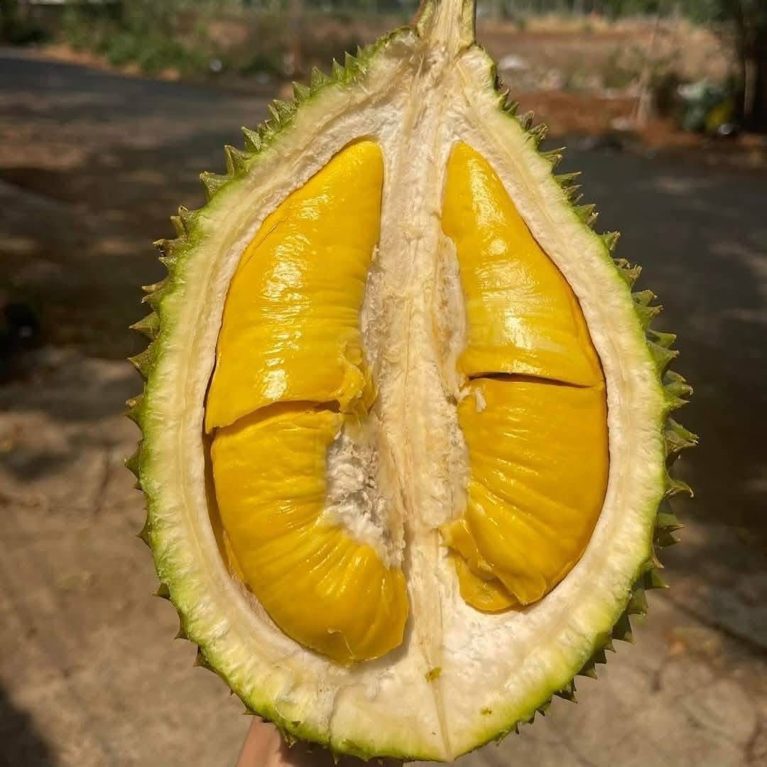 Sầu Riêng MusangKing_thumbnail_0