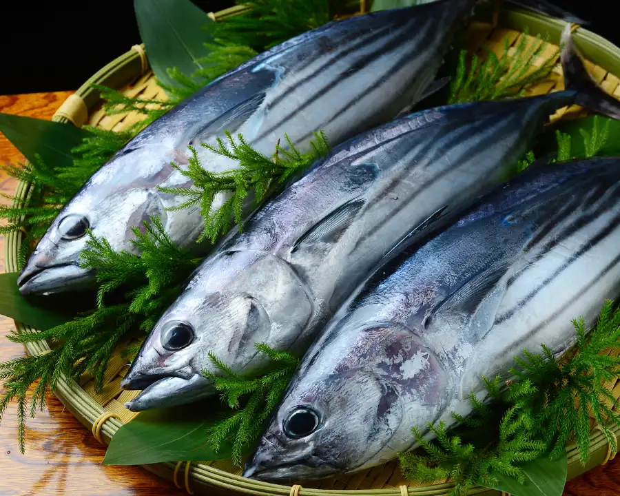 Cá ngừ Nguyên con, Đánh bắt trực tiếp [Giao hàng hỏa tốc Huế]