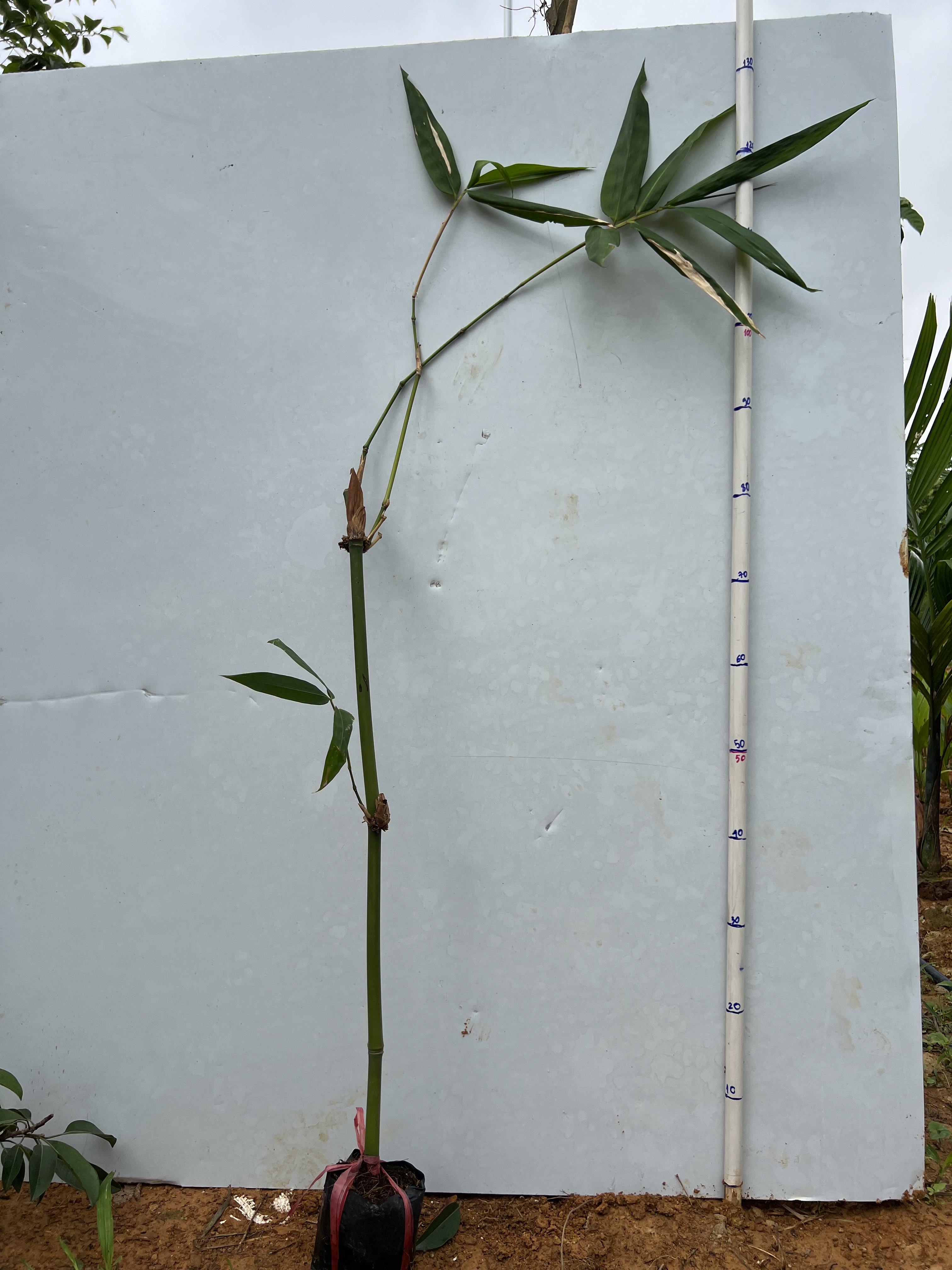 Tre tứ quý lấy măng cao 1m PT11 CALATA