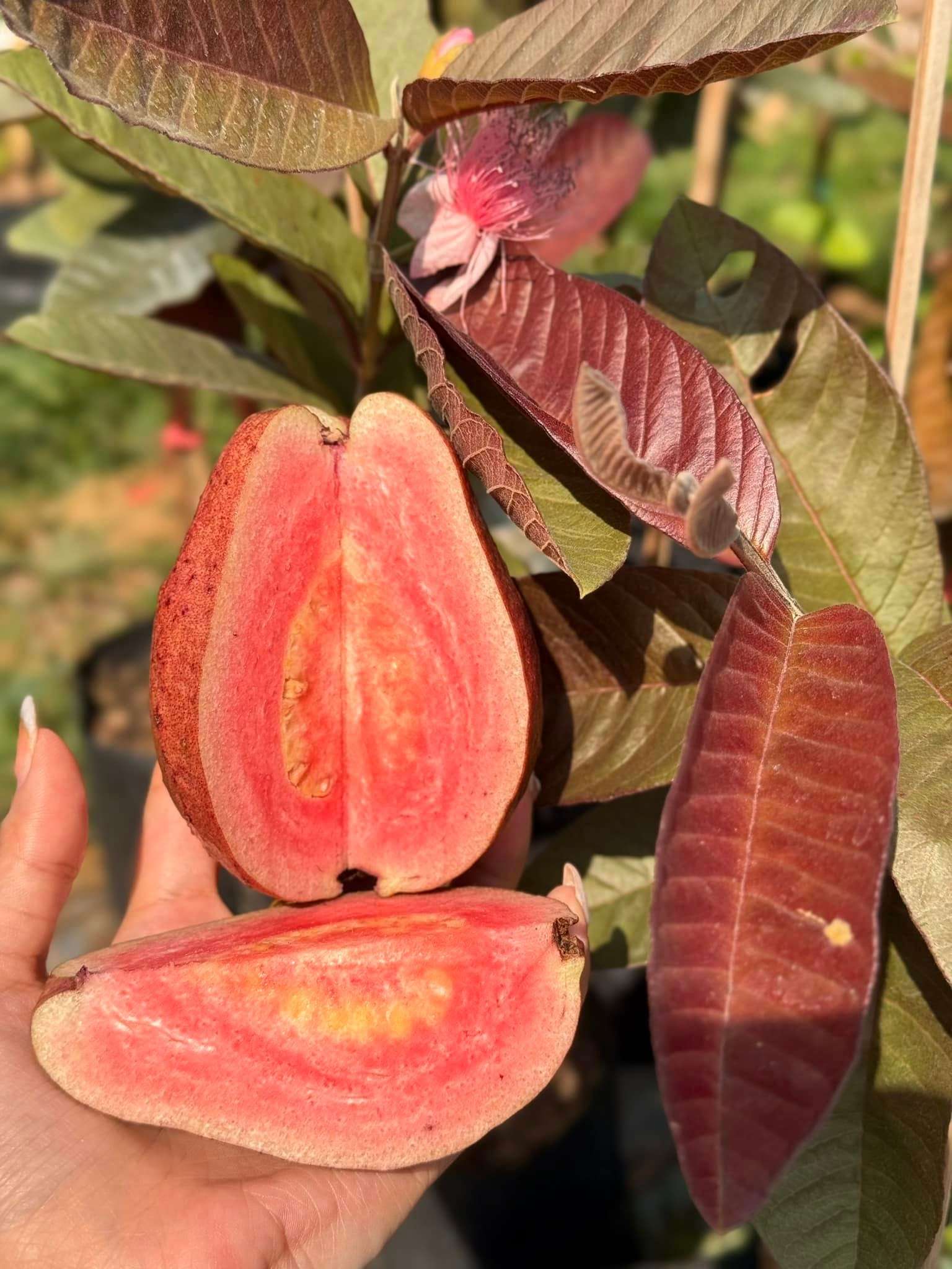 Ổi Red Lava cây 30-40cm ORL-01 CALATA