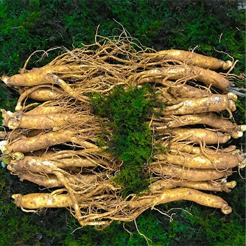 Sâm thân dài 30 củ 1kg