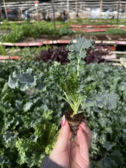 Combo 10 cây giống Kale xoăn Việt_thumbnail_4