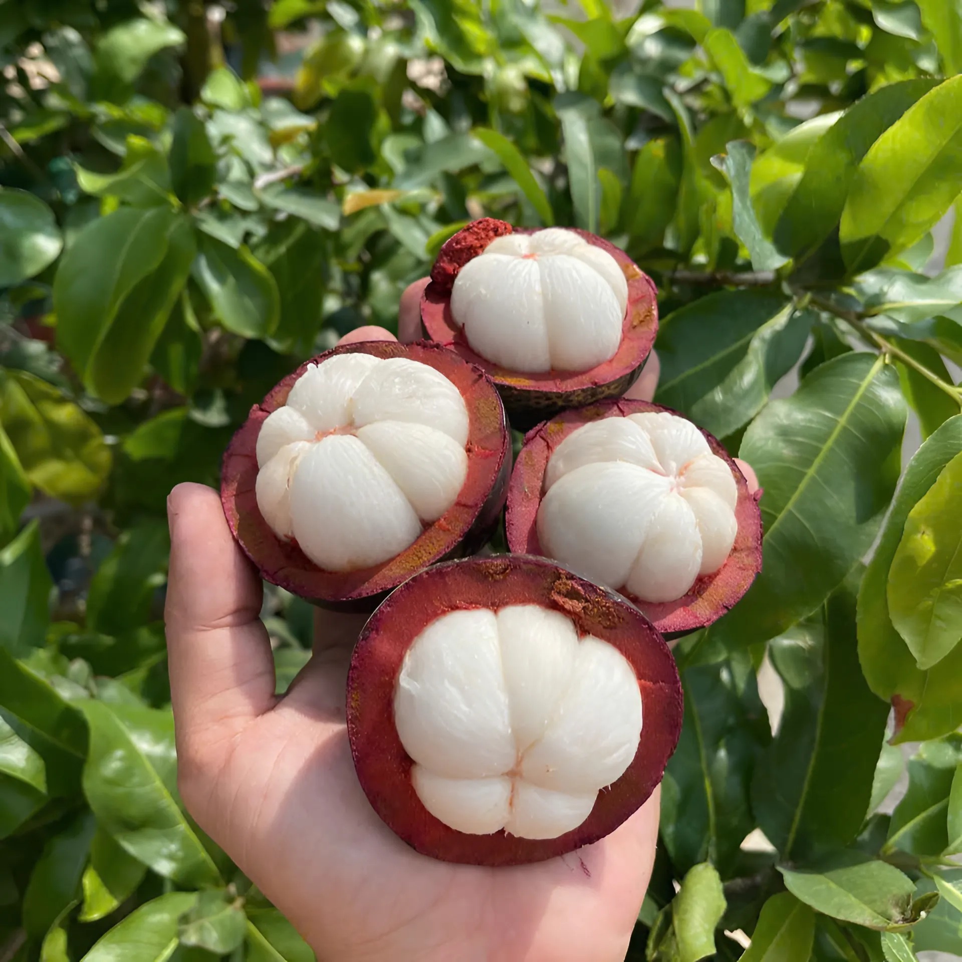 Măng Cụt Thái Lan_thumbnail_4