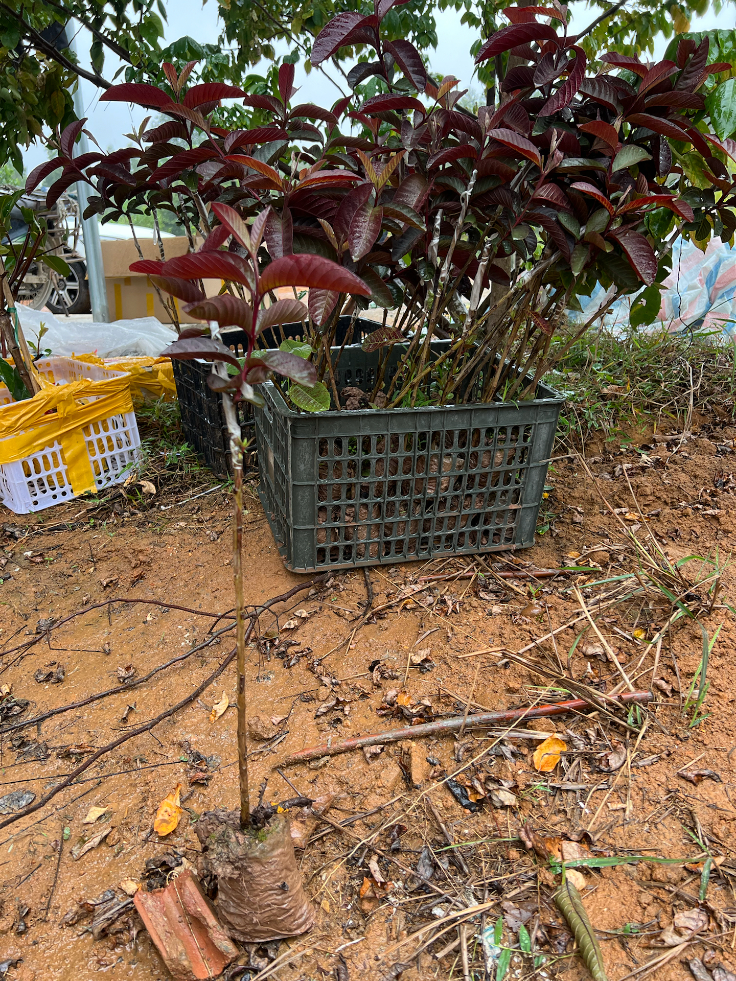 Ổi dâu tây ghép cànhcao 40-60cm ODT-01 CALATA