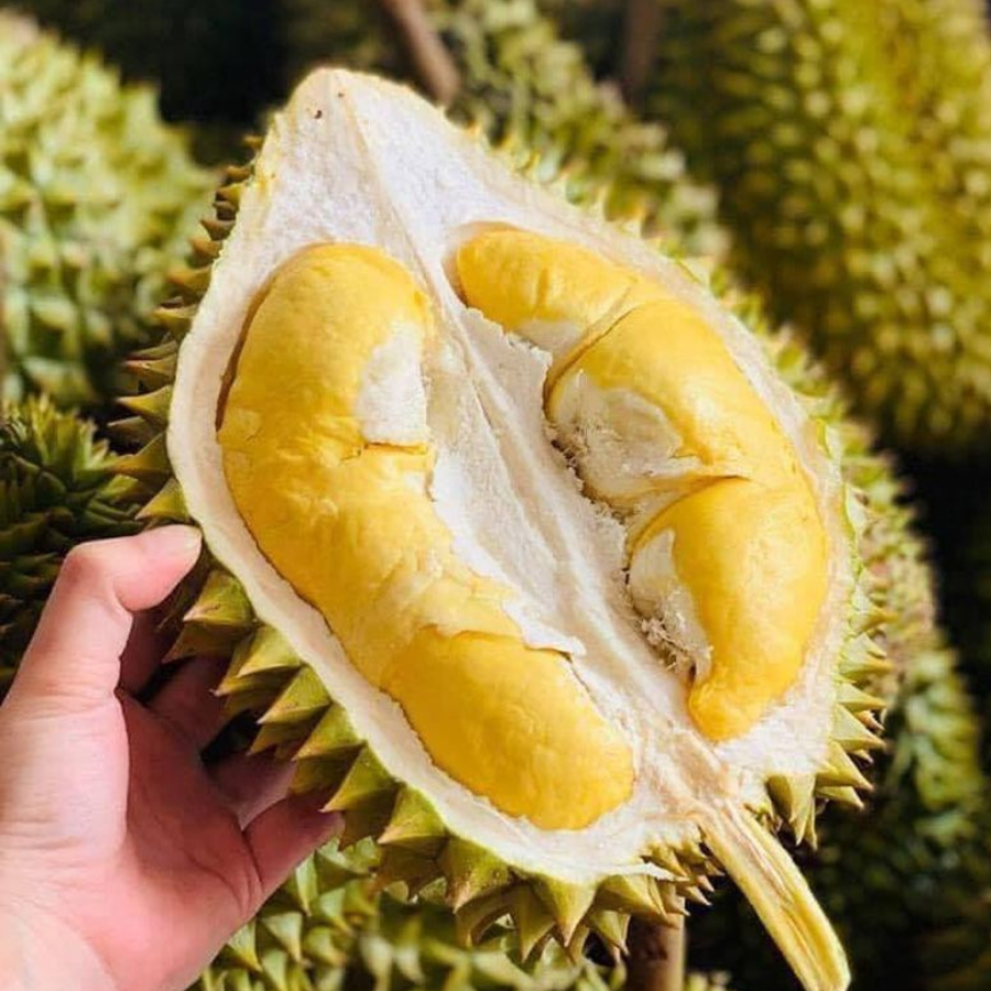 Trái Loại 2 - Sầu Riêng Ri6 MIỀN TÂY ( VIETGAP )_thumbnail_5