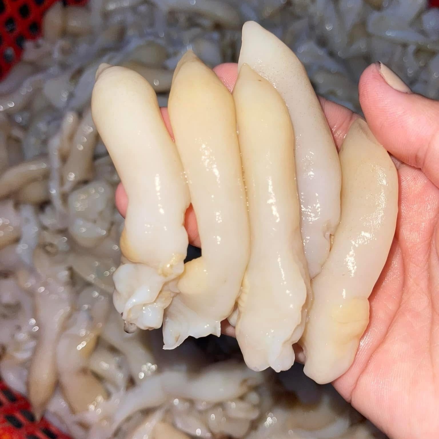 Ruột Ốc Móng Tay_thumbnail_1