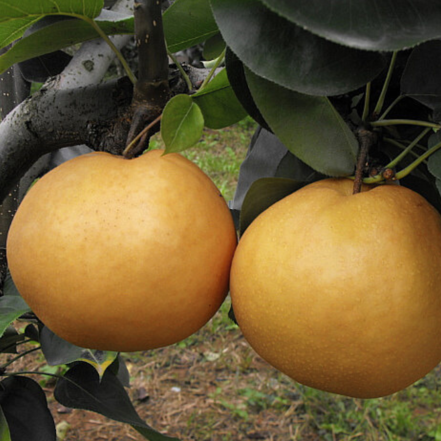 Lê Hàn Quốc_thumbnail_6