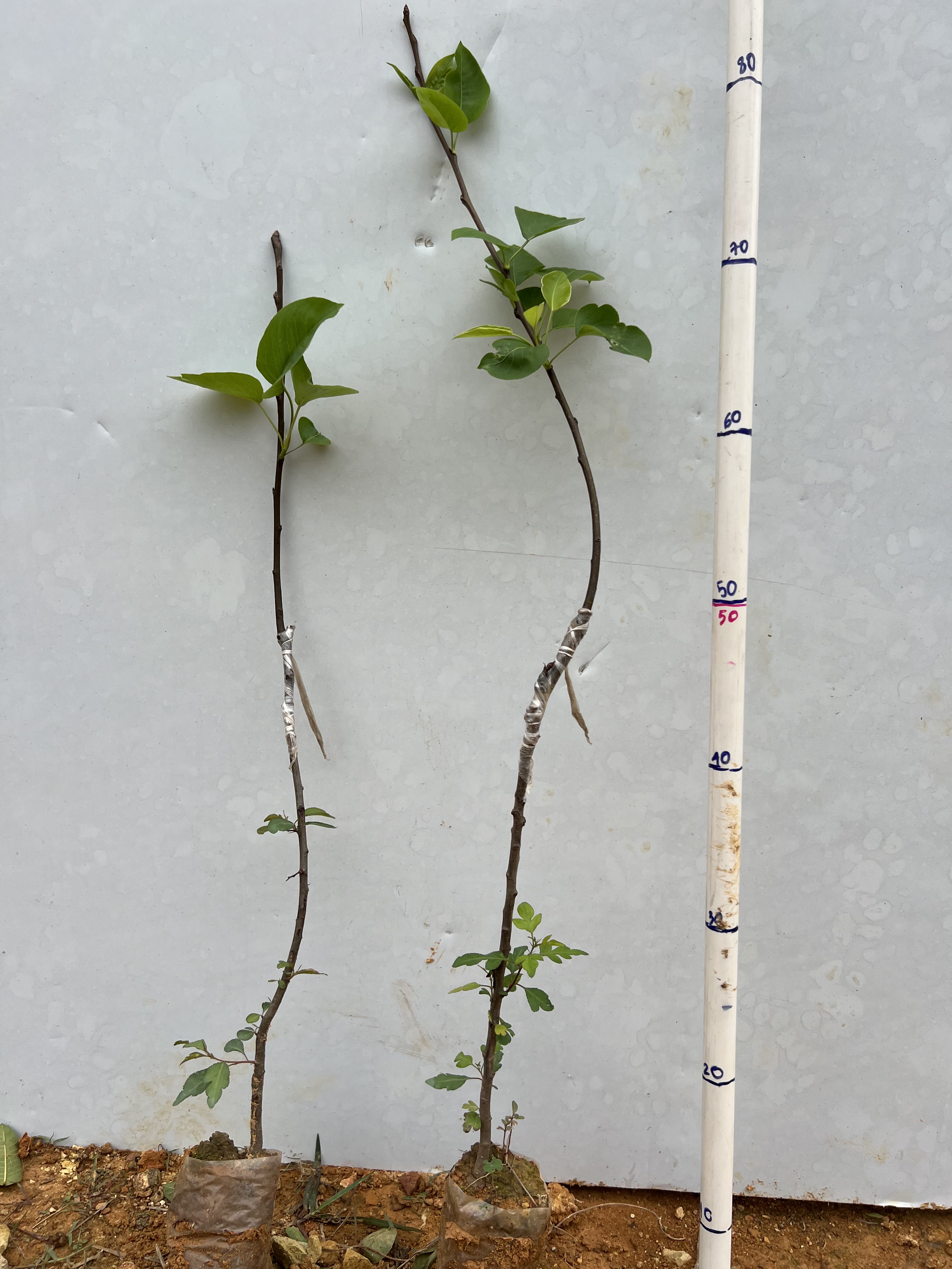 Lê xanh cao 50-70cm PT107 CALATA