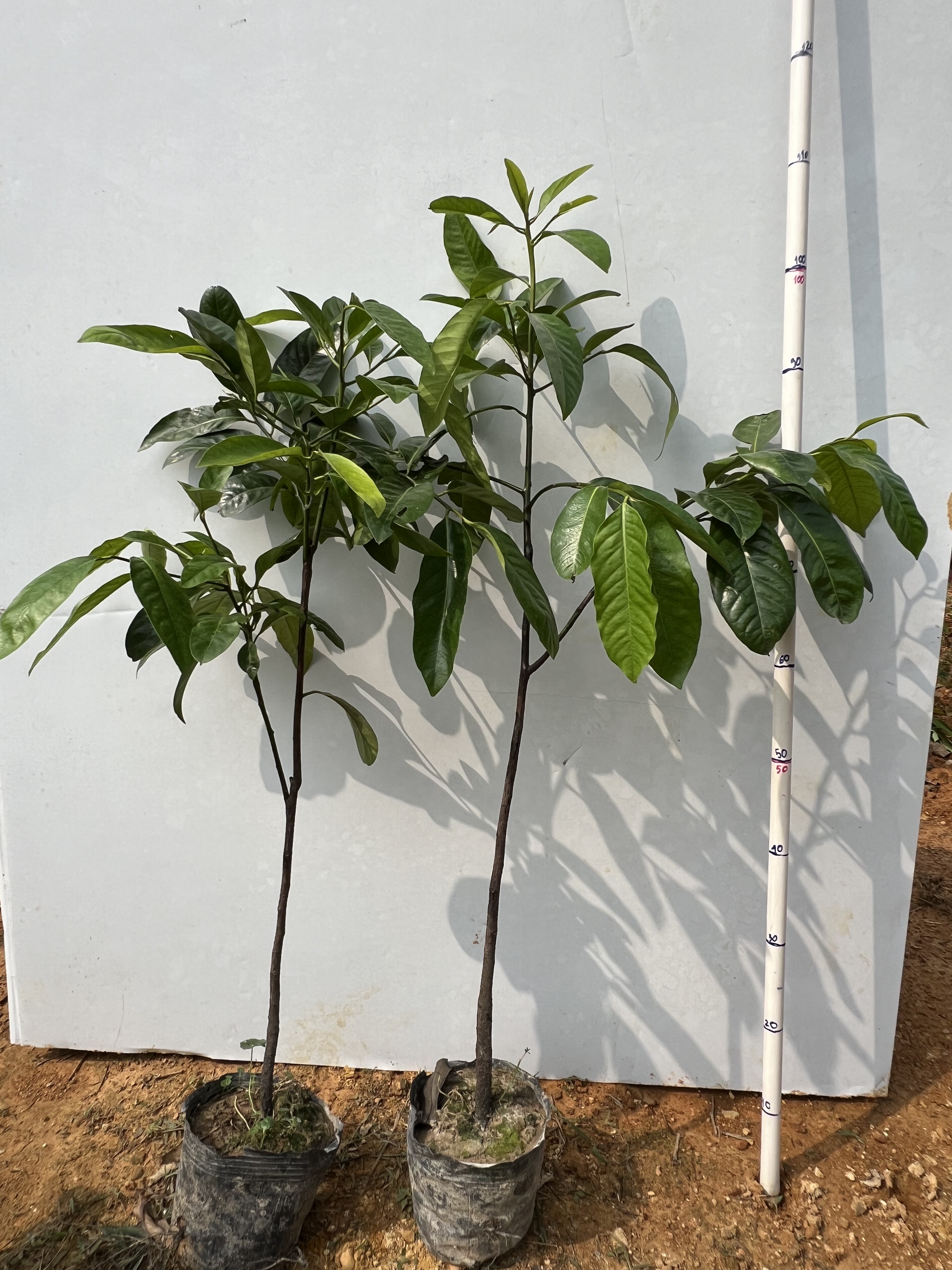 Hồng socola cao 50-60cm PT80 CALATA