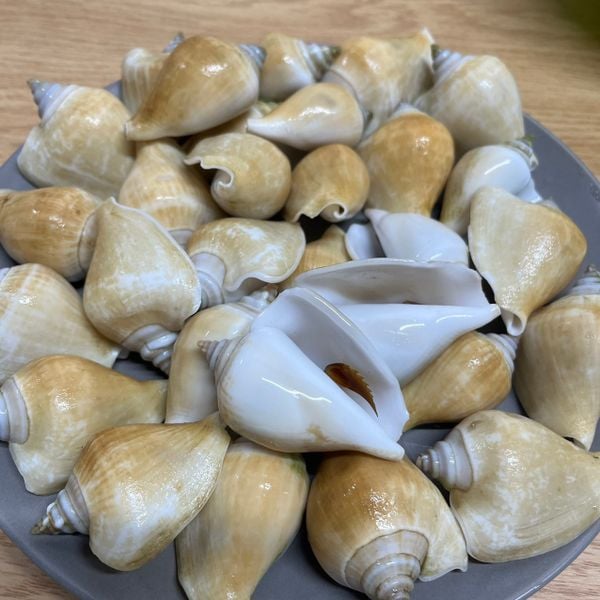 Ốc nhảy cái (size cồ) _thumbnail_1