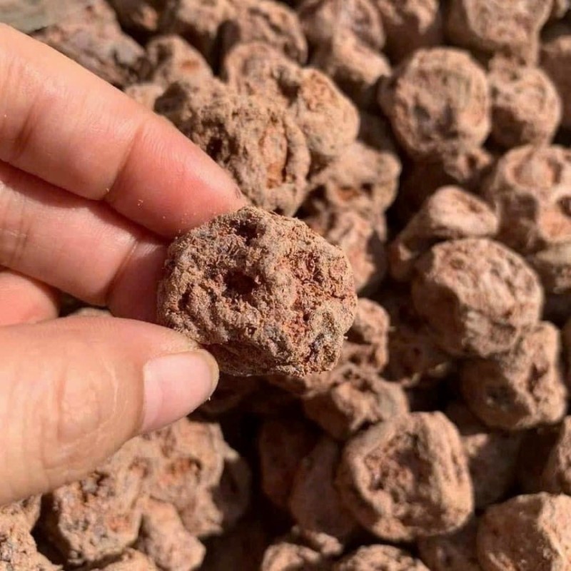 Xí Muội Thái_thumbnail_1