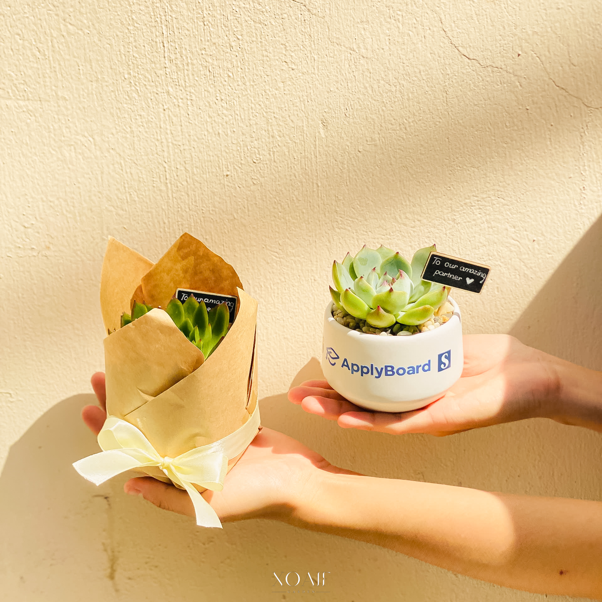 SET QUÀ TẶNG CÂY SEN ĐÁ 8CM_thumbnail_2