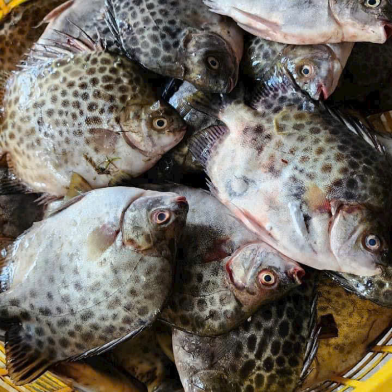 Cá nâu 100% Tự nhiên, Thịt Thơm béo [Đặc sản Đầm phá Huế]