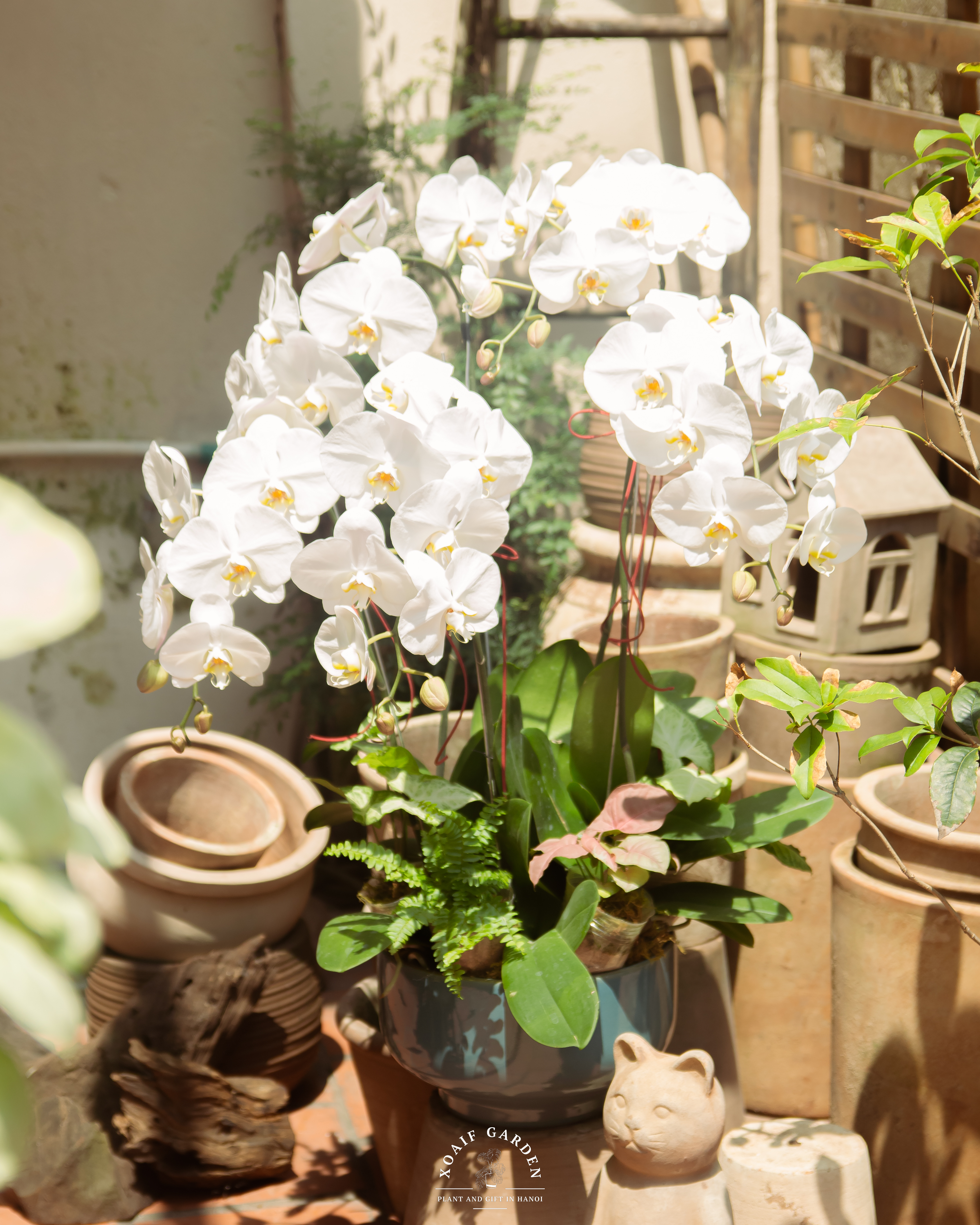 SET LAN HỒ ĐIỆP AN VIÊN