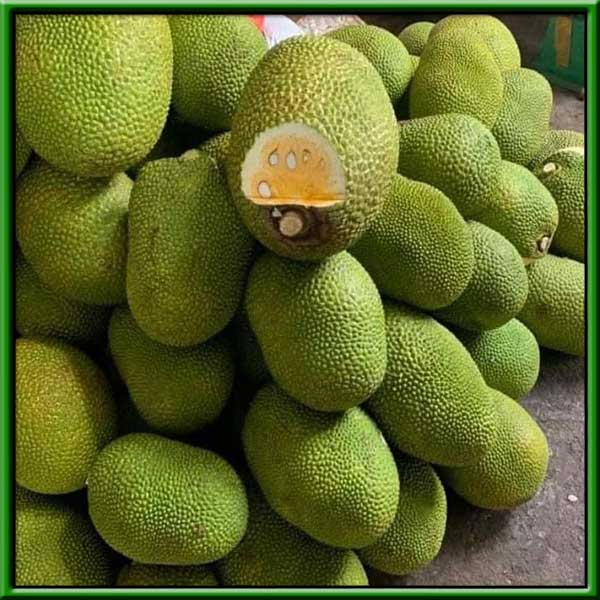 Mít Thái Siêu Sớm_thumbnail_2