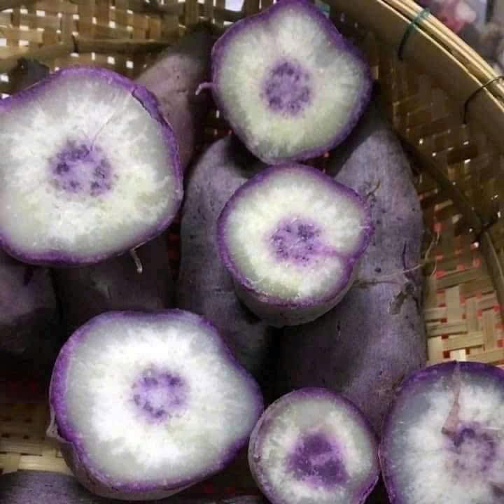 Khoai Lang Như Ngọc_thumbnail_2
