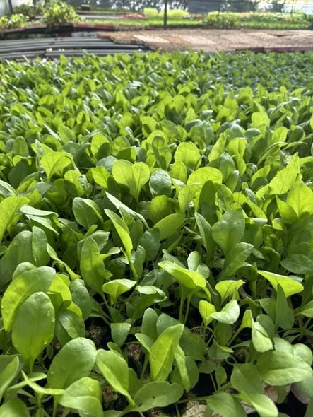 Combo 10 cây giống Bó xôi_thumbnail_2