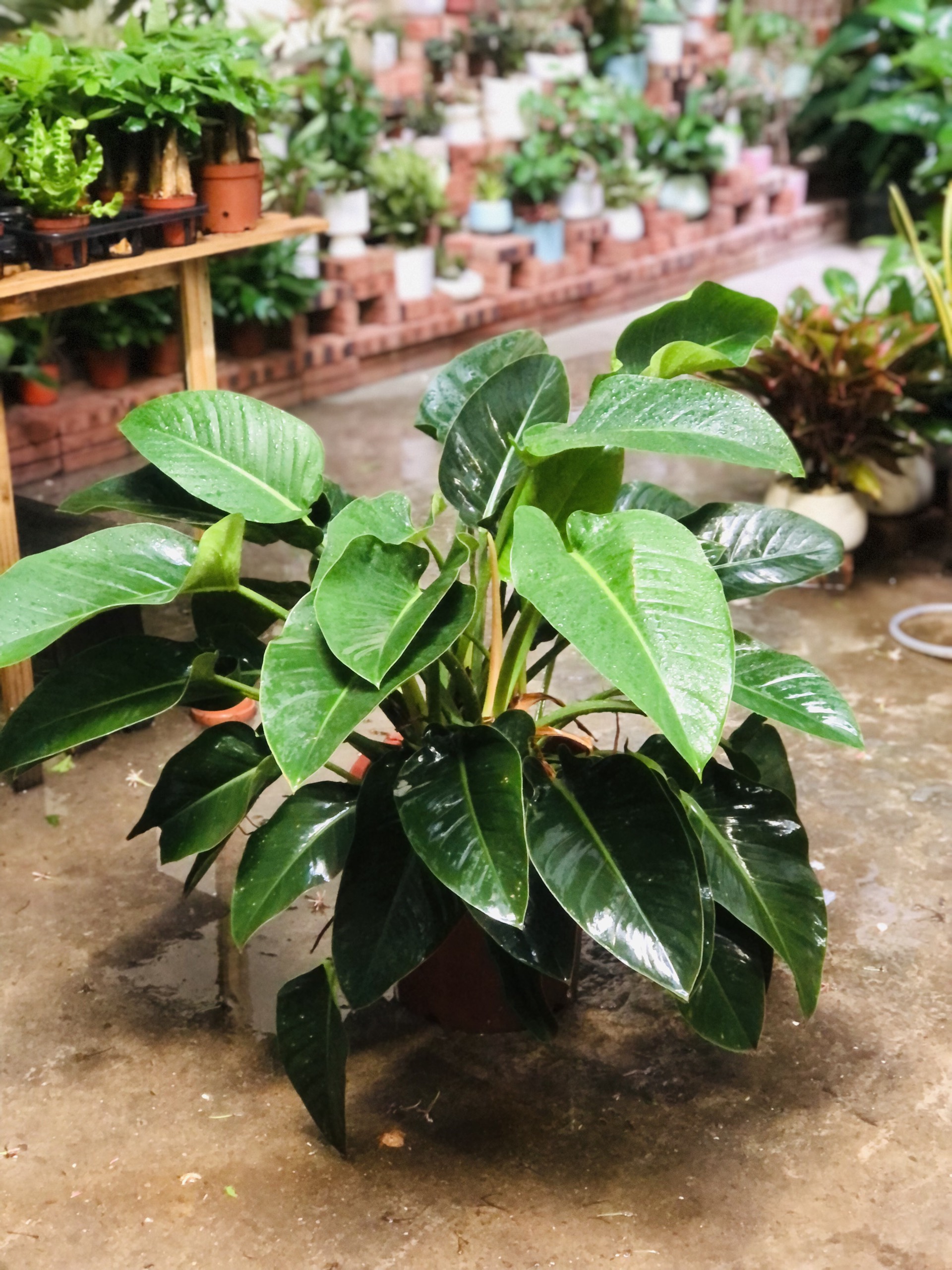 TRẦU BÀ ĐẾ VƯƠNG_thumbnail_2