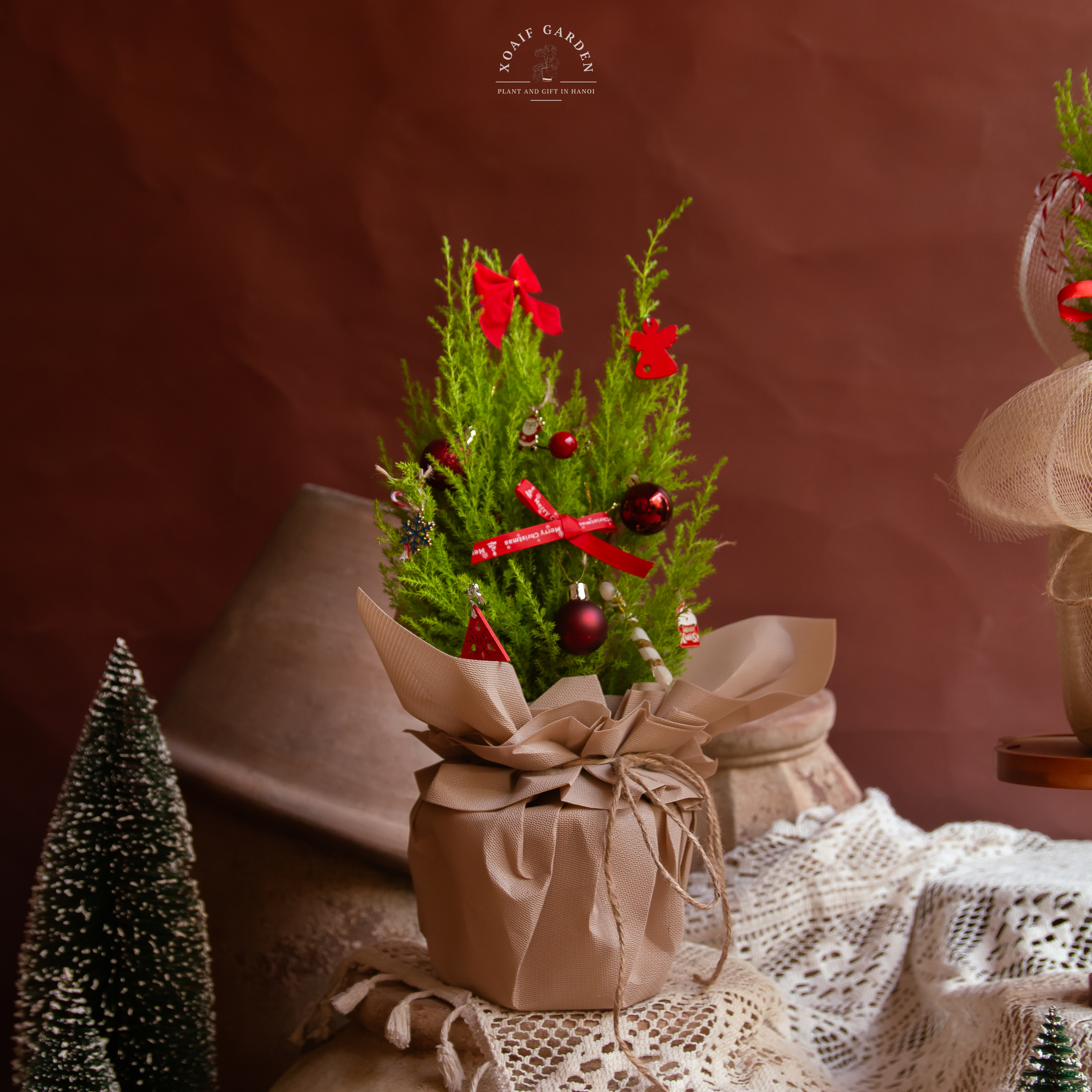 SET THÔNG TƯƠI_thumbnail_10