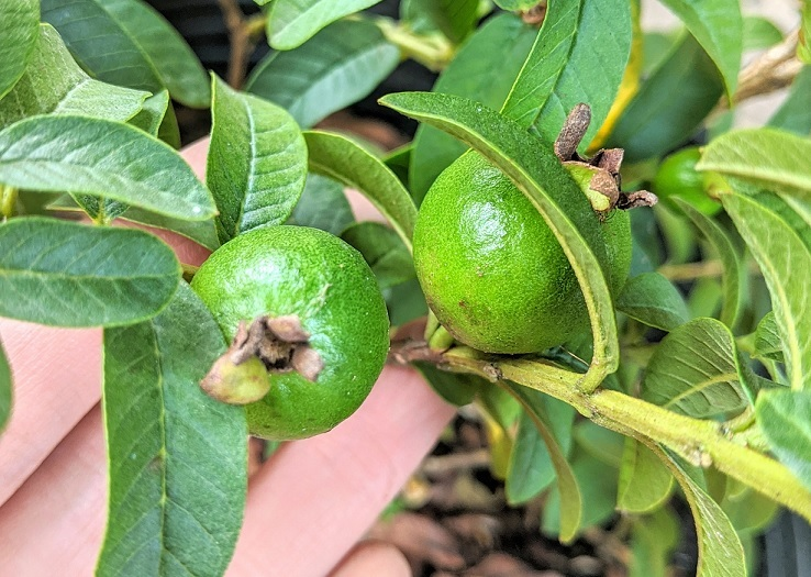 Ổi Tàu Lá Sẻ_thumbnail_2