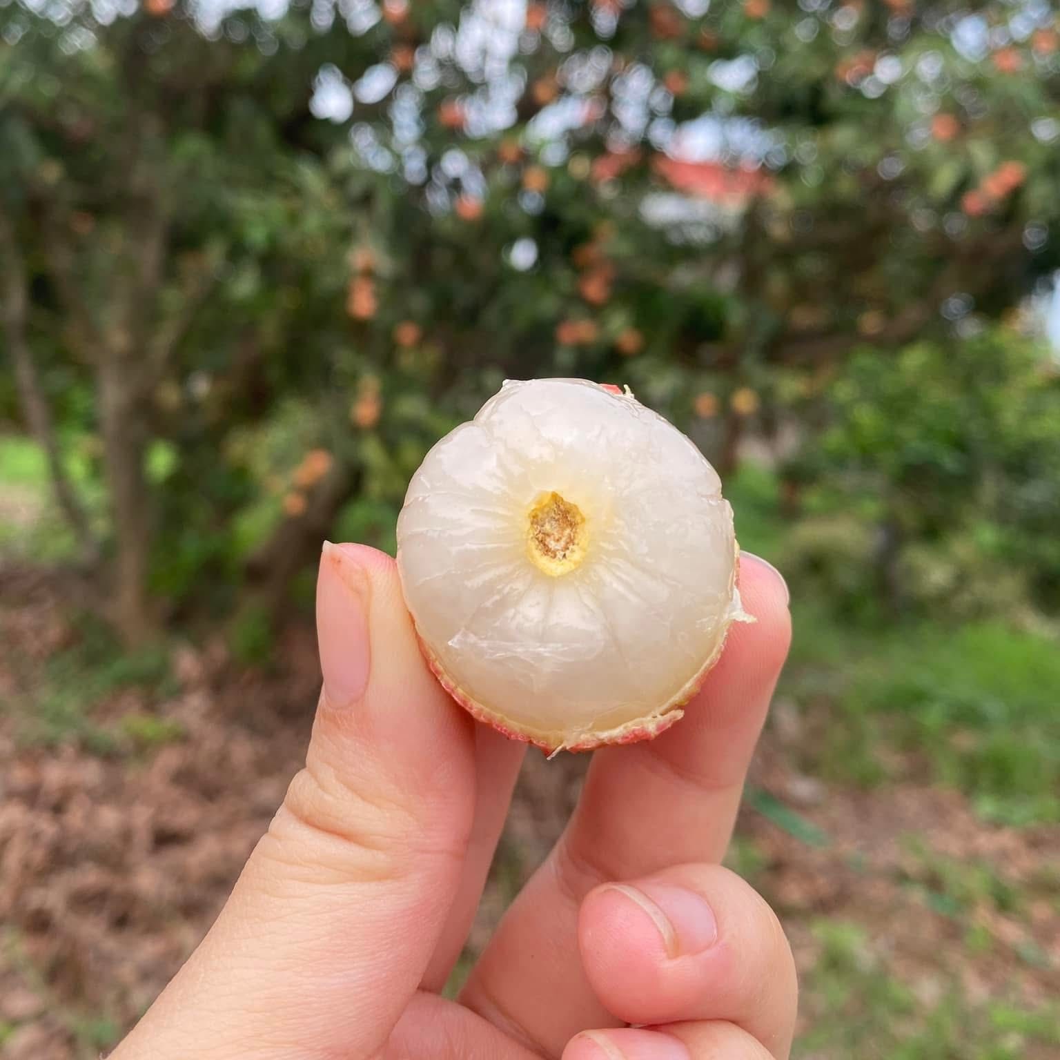 Vải Thiều Lục Ngạn Bắc Giang_thumbnail_2