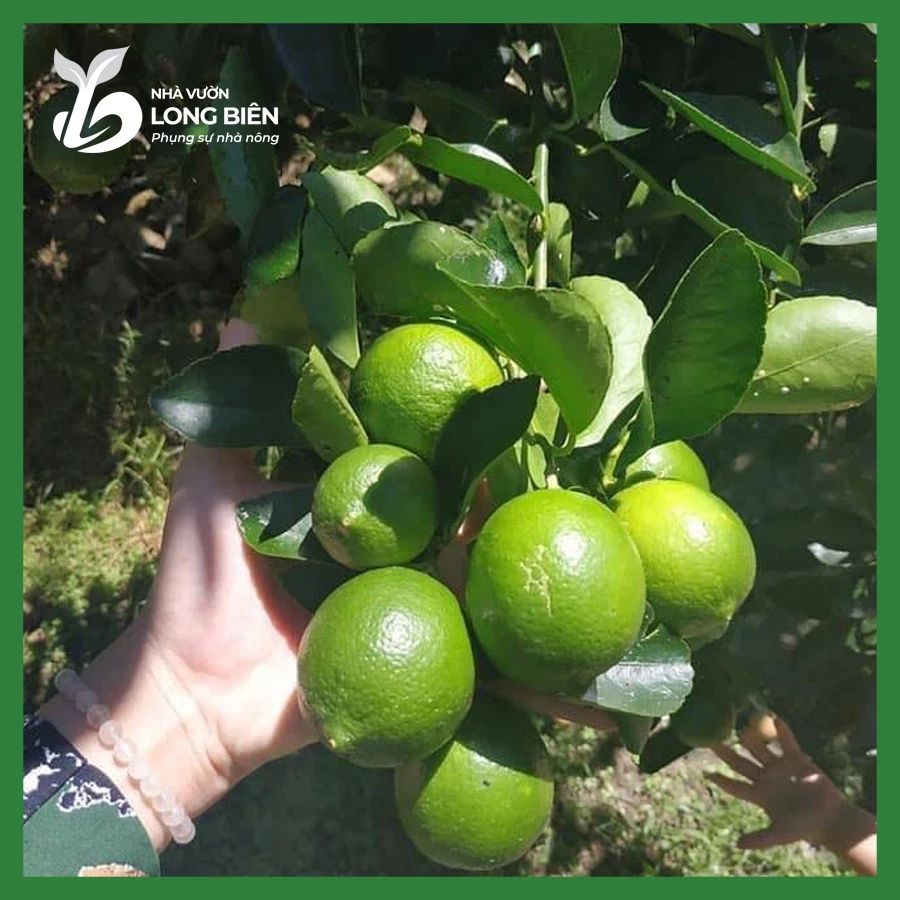 Chanh Bốn Mùa (Tứ Quý)_thumbnail_2