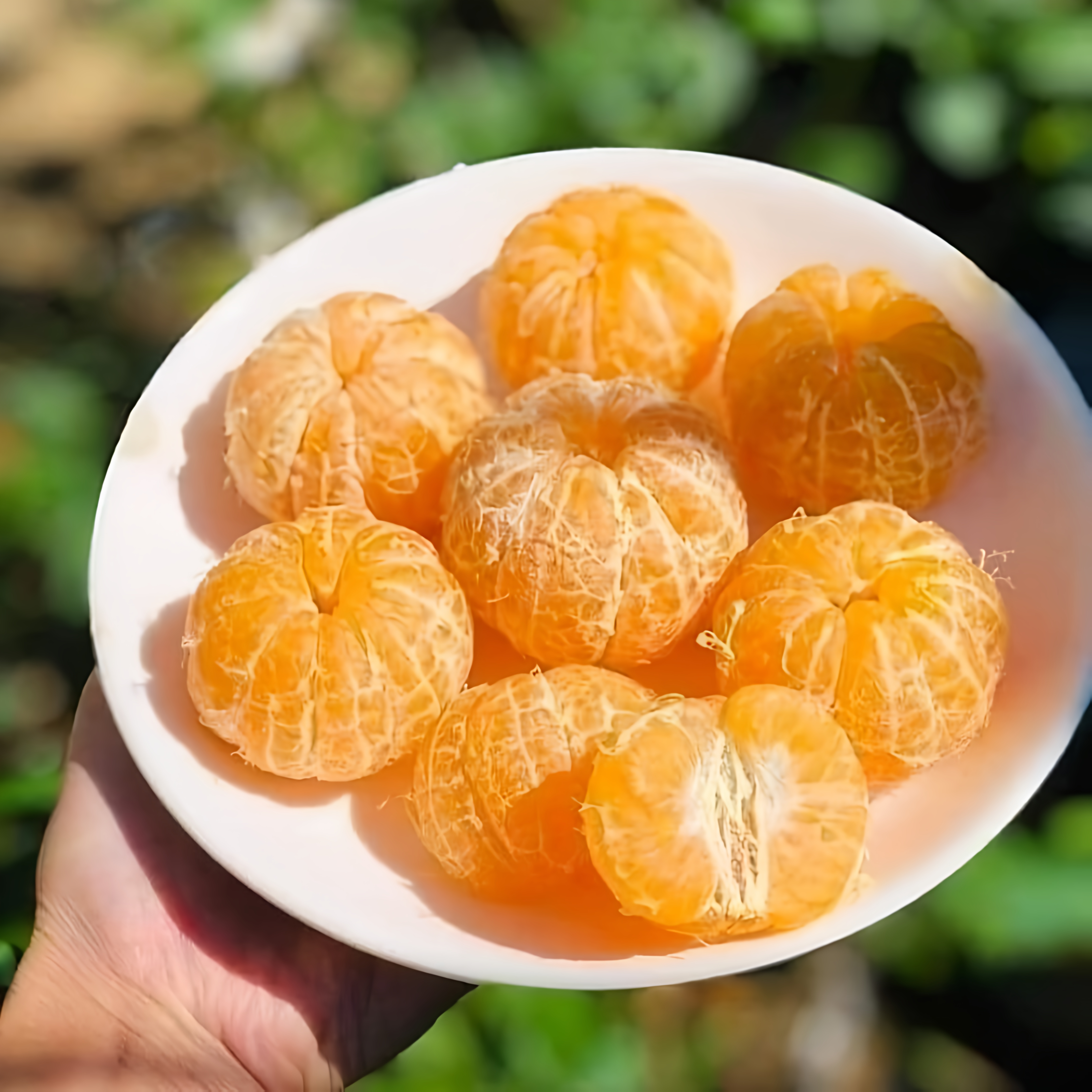 Quýt Mường Cơi (Sơn La)_thumbnail_3