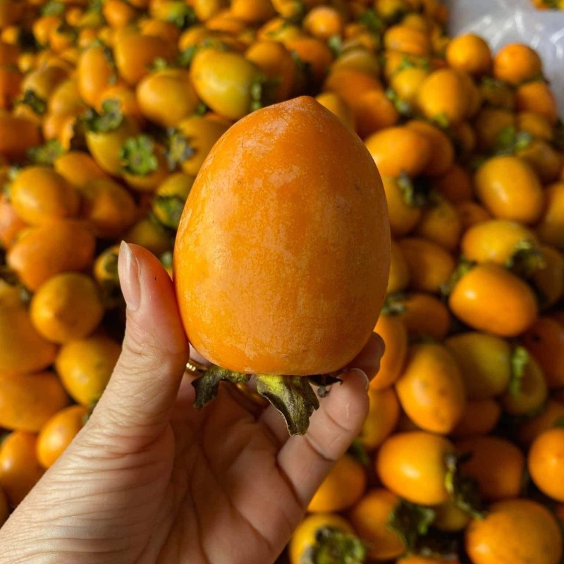 Hồng Giòn Quế Hương_thumbnail_3