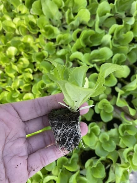 Combo 10 cây giống Xà lách mỡ ươm sẵn_thumbnail_3