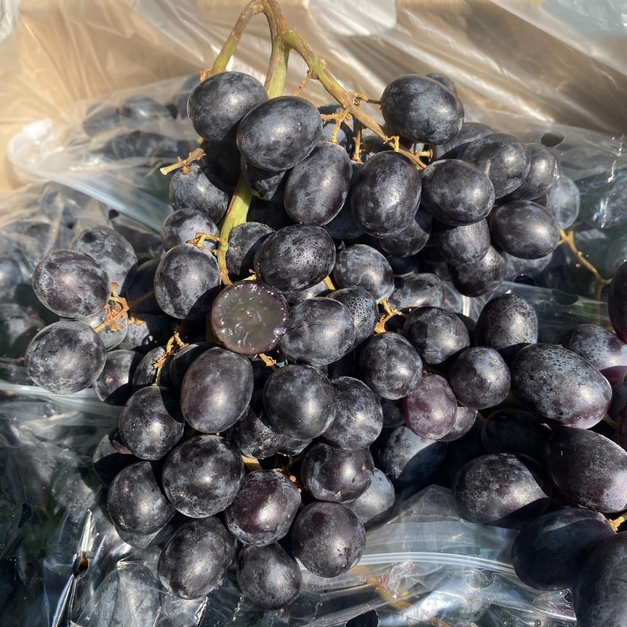 Nho Đen Nam Phi (Midnight Beauty)_thumbnail_3