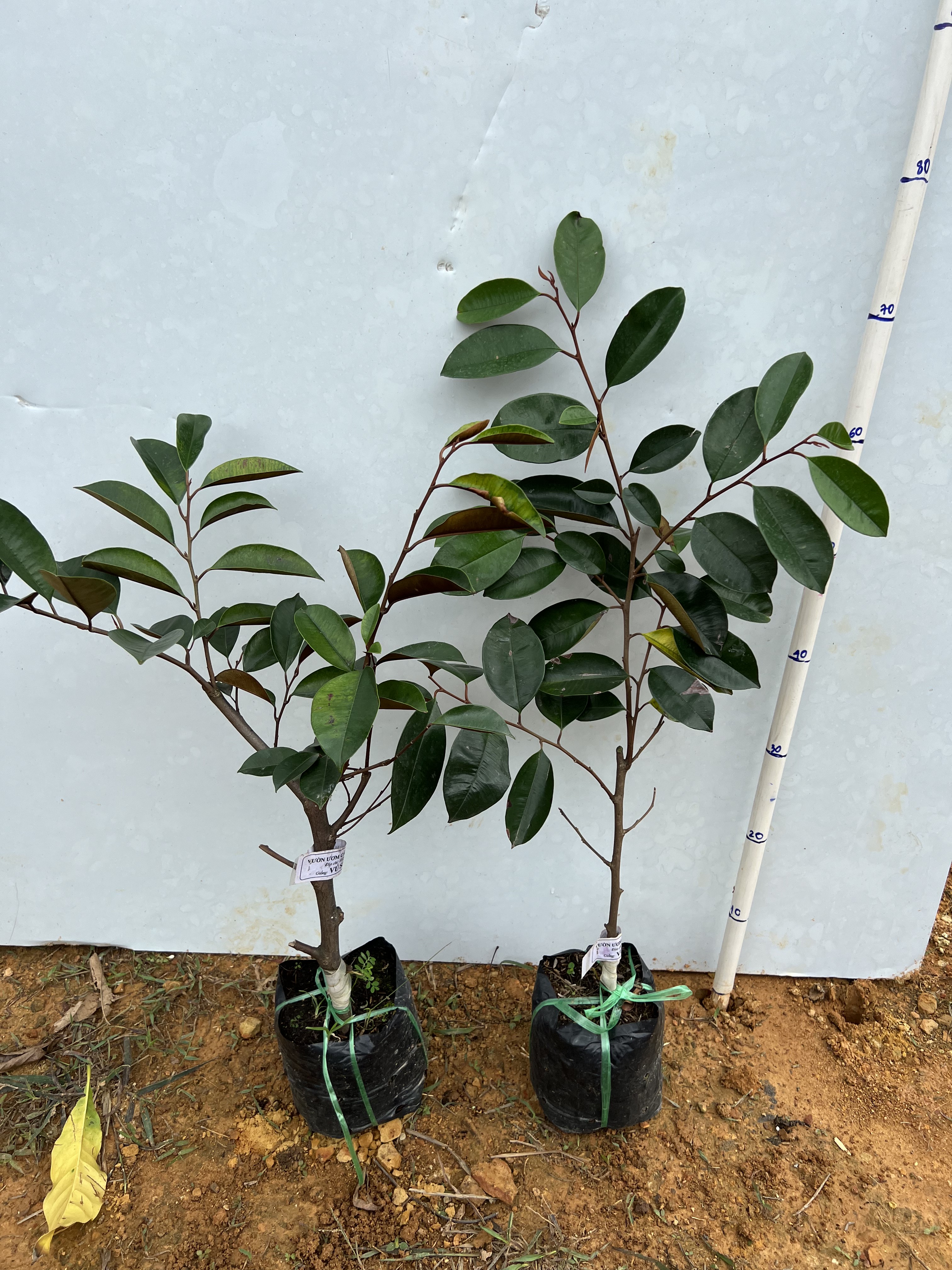 Vú sữa lò rèn cao 30-40cm PT44 CALATA
