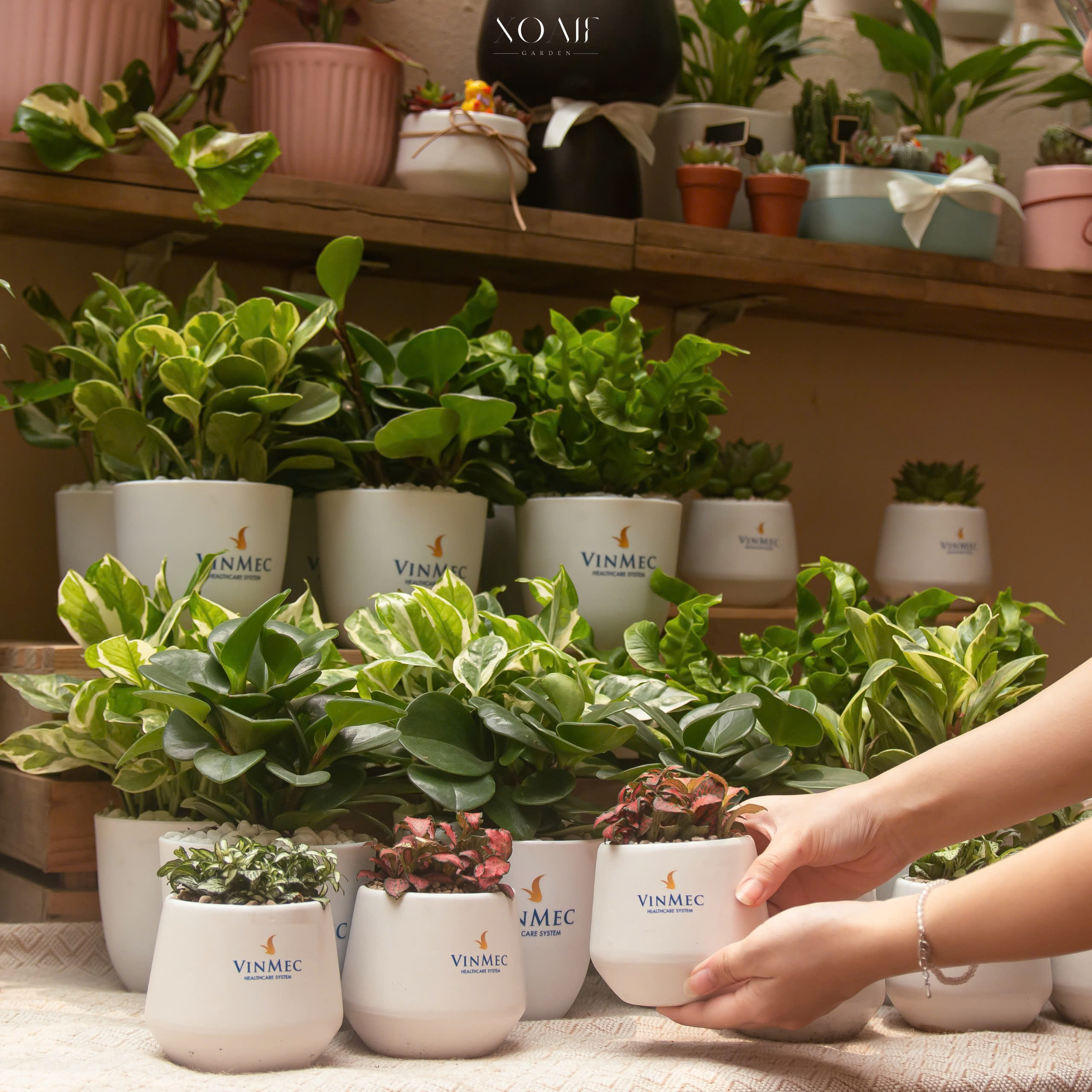 Xoaif Garden – Sứ giả của thiên nhiên trong từng món quà xanh