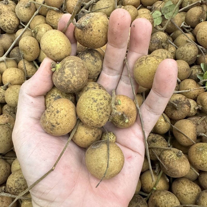 Thanh Nhãn_thumbnail_3