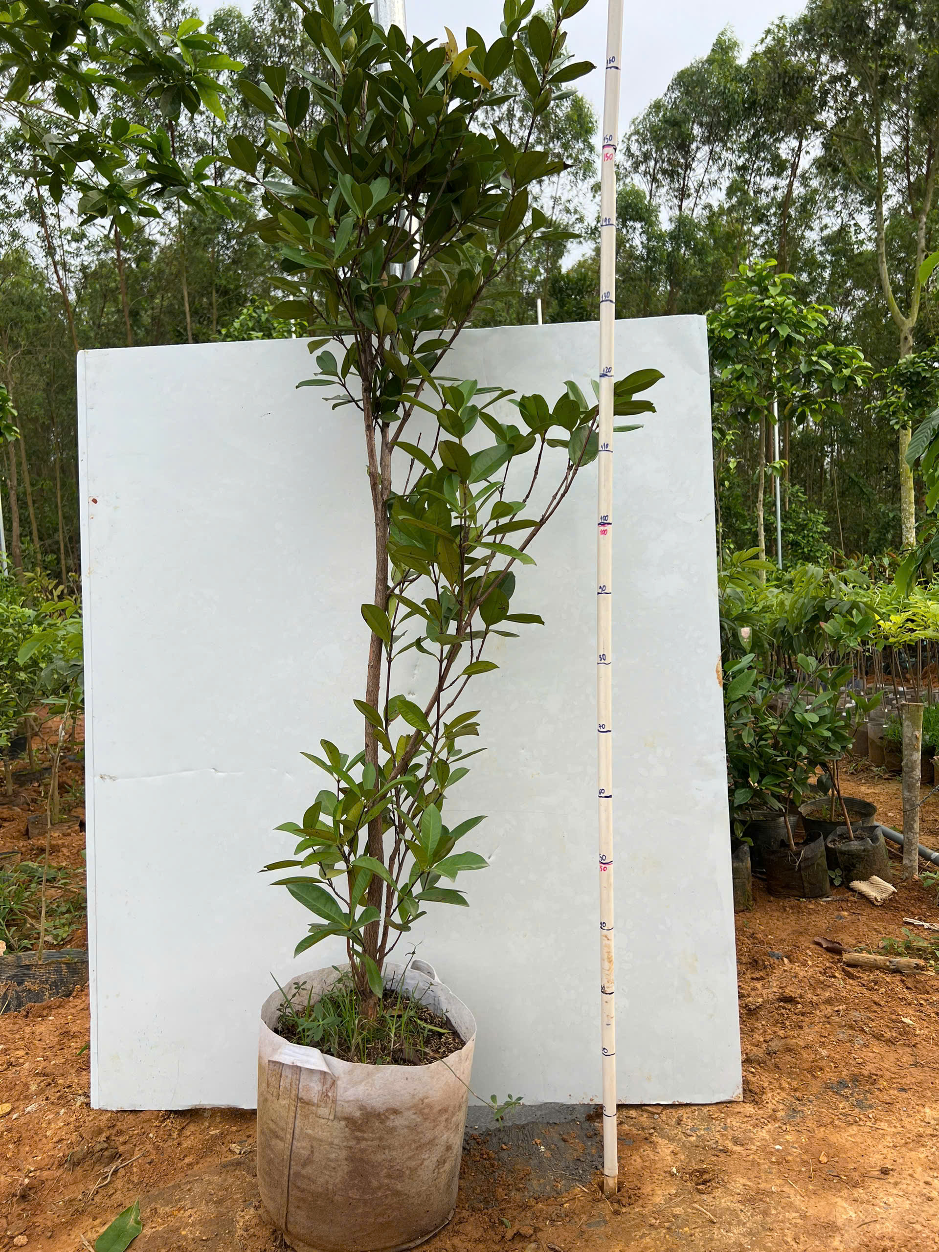 Cherry cao 1.5-1.7m PT135 CALATA