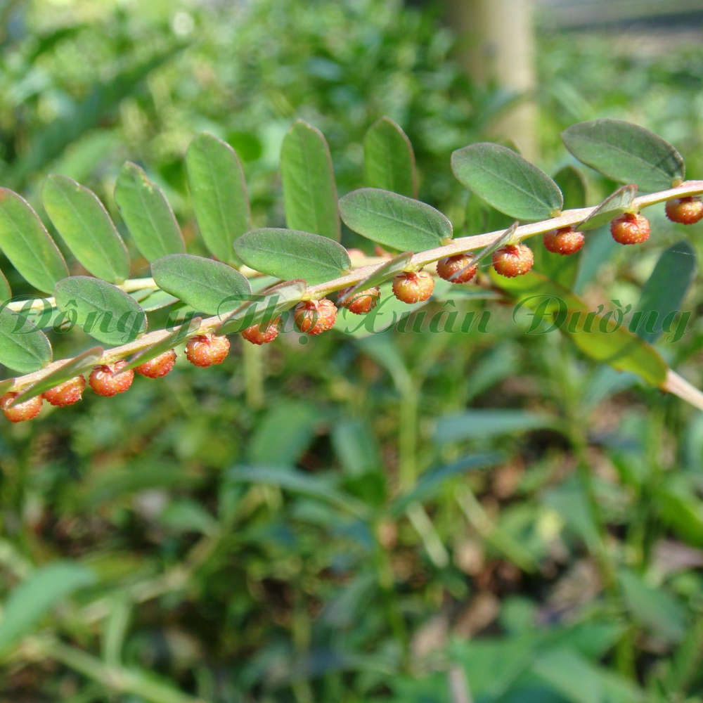 Tác dụng của cây Chó Đẻ răng Cưa