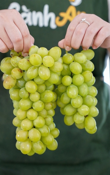 Nho xanh Ninh Thuận_thumbnail_3