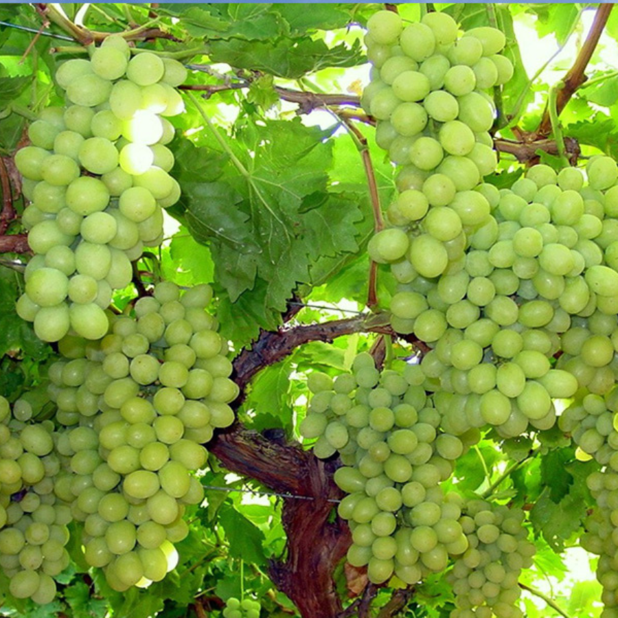 Nho Xanh Chile_thumbnail_1