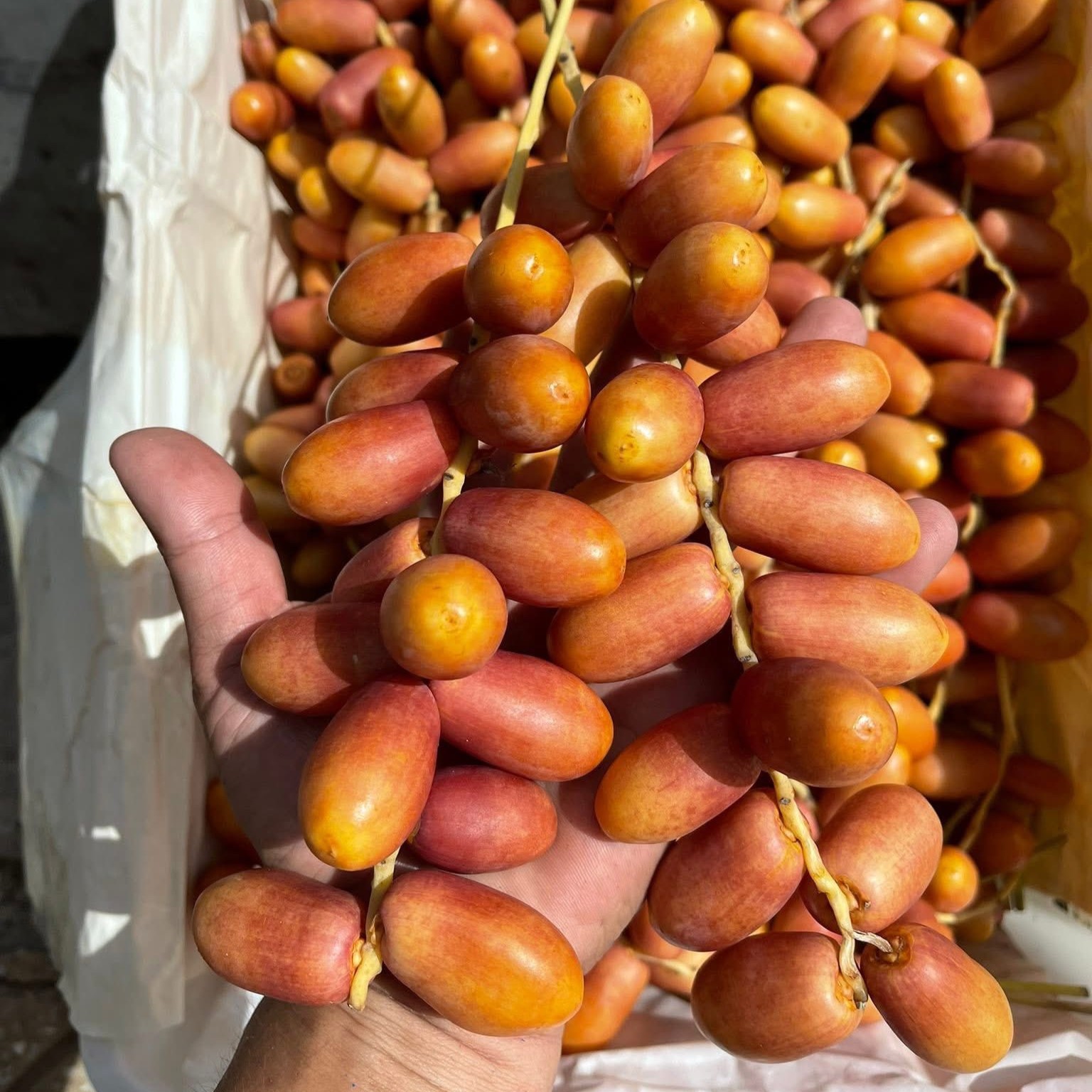 Chà Là Hồng_thumbnail_1