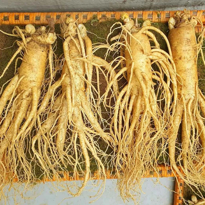 Sâm thân dài 3 củ 1kg