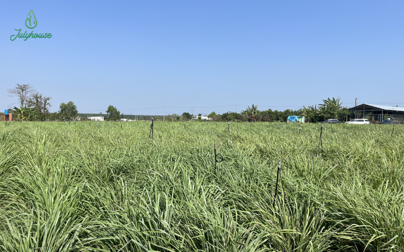 Julyhouse lồng ghép ESG vào mô hình kinh doanh như thế nào?