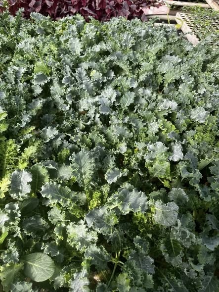 Combo 10 cây giống Kale xoăn Việt_thumbnail_3