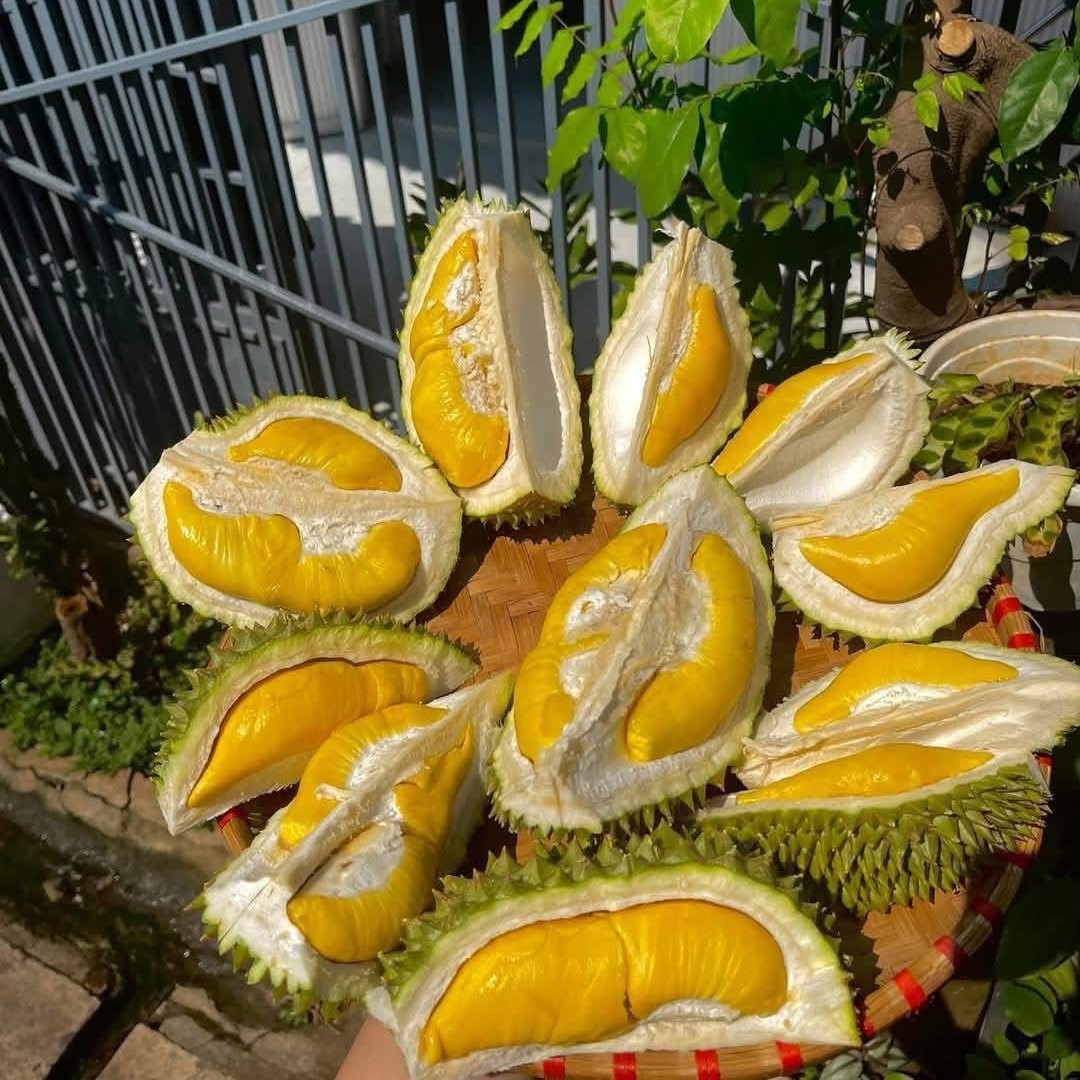 Sầu Riêng MusangKing_thumbnail_1