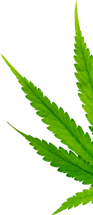 leaf-1-3